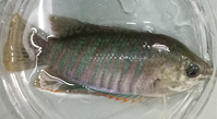 Bangladeshi native fish for mosquito control